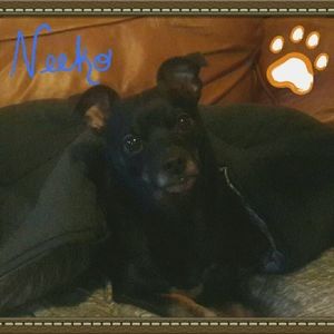 Meet your Posher, Dean